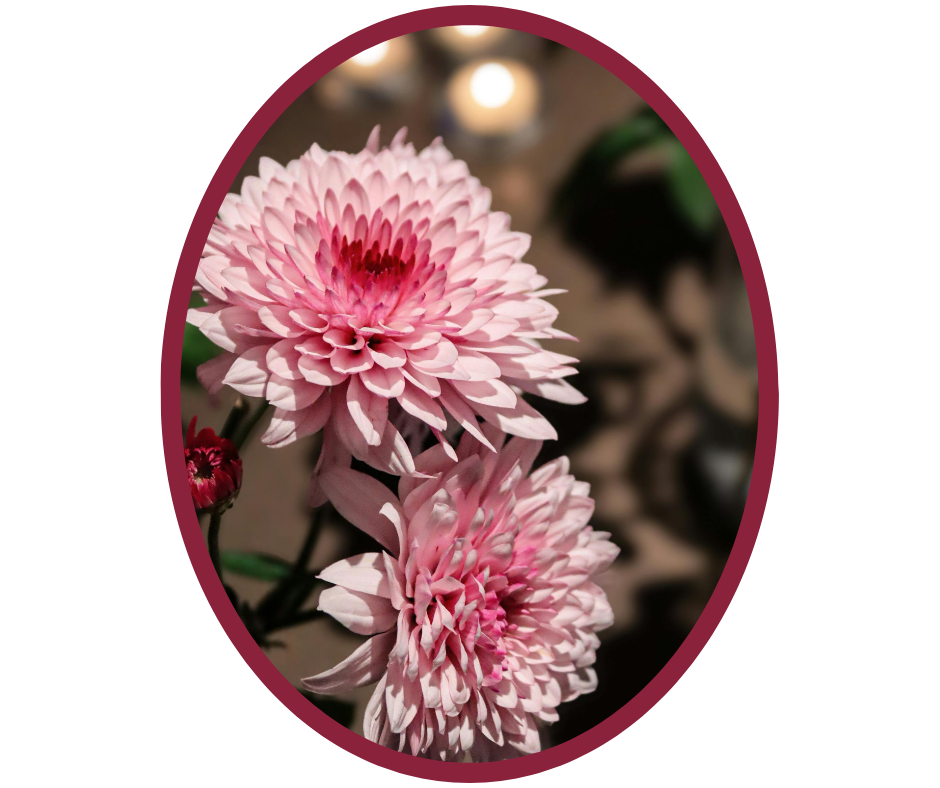 À l’occasion de la Toussaint, nous vous accompagnons pour rendre hommage à vos proches disparus.